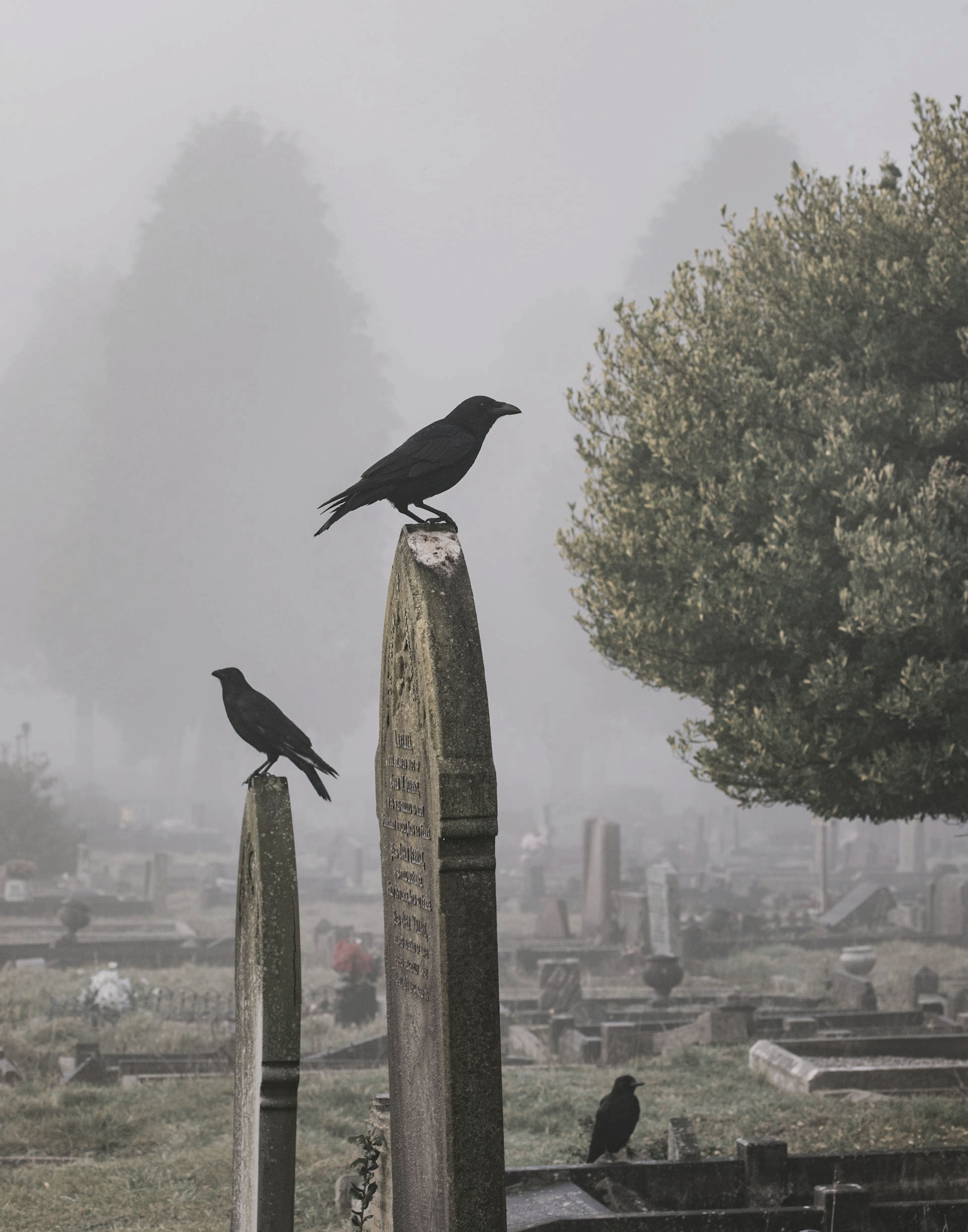 a creepy cemetery with ravens perched on top of the headstones. 